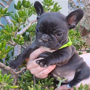 french-bulldog-7